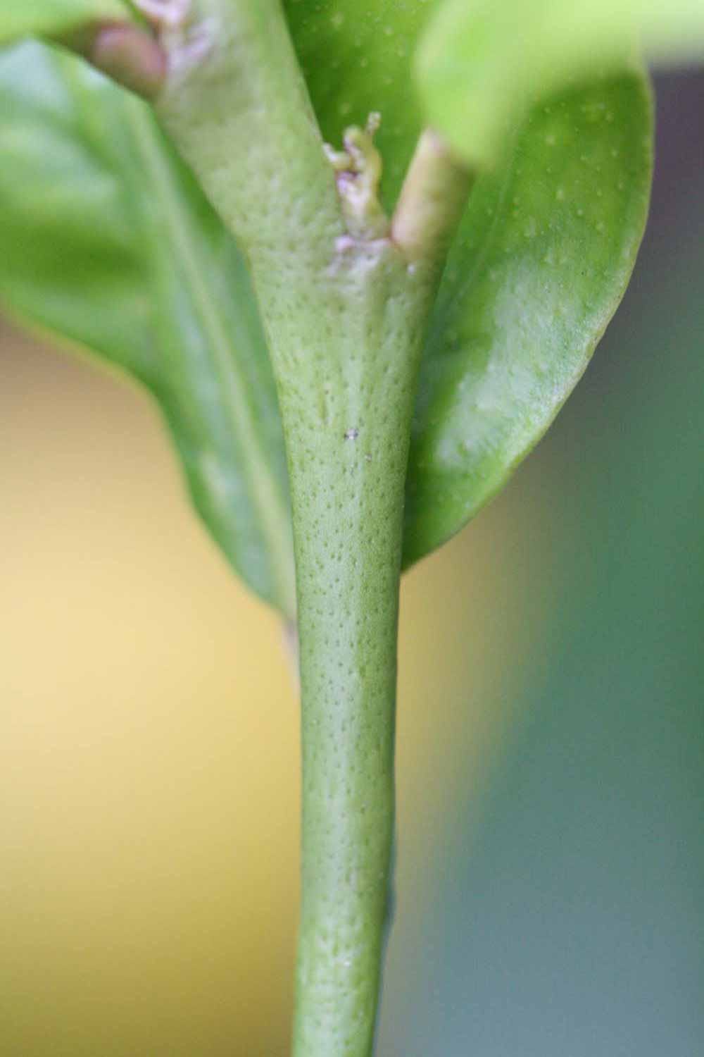                 First year twig (Blanchard, Riverside,   CA)       